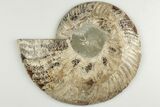 Cut & Polished, Agatized Ammonite Fossil - Madagascar #200147-3